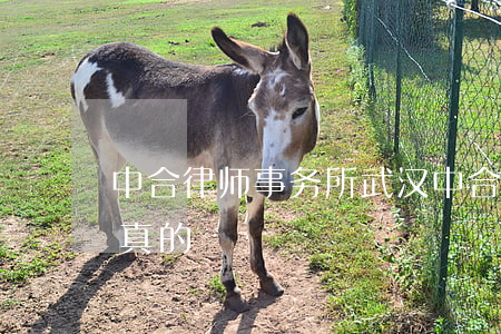 中合律师事务所武汉(中合律师所武汉是不是真的)