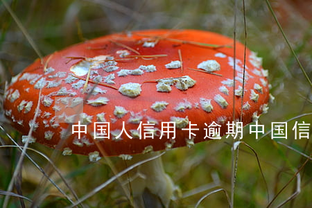 中国人信用卡逾期（中国信用卡逾期数据）