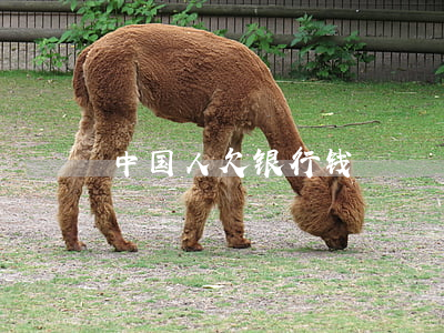 中国人欠银行钱