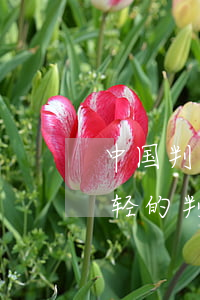 中国判重婚罪每年多少人(请问重婚罪判的最轻的判多久)