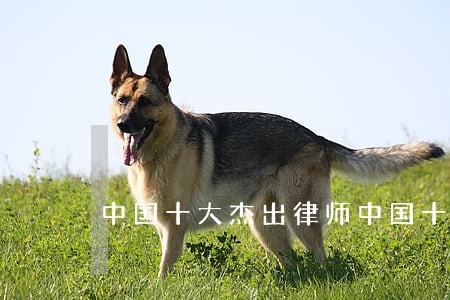 中国十大杰出律师(中国十大杰出律师罗志强)