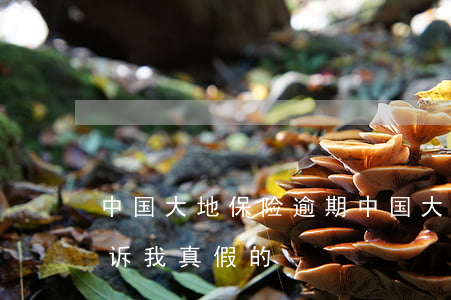 中国大地保险逾期(中国大地保险逾期说要起诉我真假的)