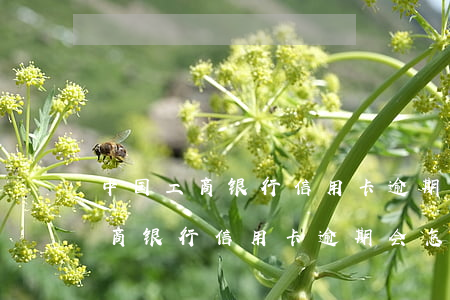 中国工商银行信用卡逾期会怎么样-中国工商银行信用卡逾期会怎么样吗