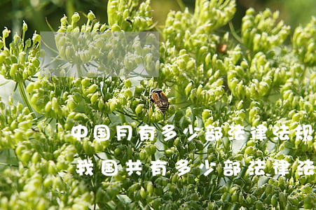 中国月有多少部法律法规(截止2018年我国共有多少部法律法规)