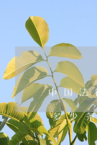 中国法律法规大全一共多少字(中国一共有多少条法律)