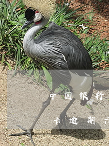 中国银行信用卡逾期五万以上-五千的信用卡逾期六年