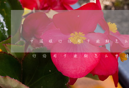 中国银行信用卡逾期怎么申请减免-中国银行信用卡逾期怎么申请减免利息
