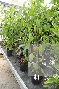 中国银行信用卡逾期案例(中国银行信用卡逾期六个月会有什么后果)