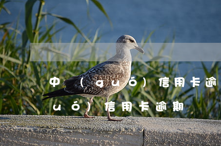 中國(guó)信用卡逾期總金額(全國(guó)信用卡逾期總額有多少)