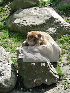 中國(guó)共多少信用卡逾期(十幾個(gè)信用卡全部逾期了)