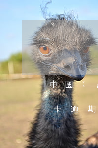 中國(guó)刑法關(guān)于信用卡逾期的規(guī)定 中國(guó)刑法關(guān)于信用卡逾期的規(guī)定條款