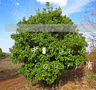 中國(guó)有關(guān)法律法規(guī)有哪些(中國(guó)所有法律名稱(chēng))