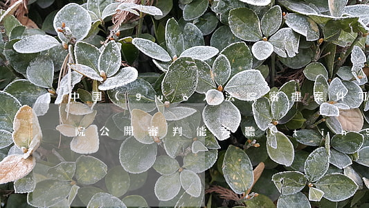 中國(guó)法院審理案件可以旁觀嗎(法院公開審判能旁聽(tīng)嗎)