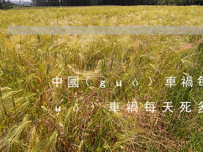 中國(guó)車禍每天死多少人(中國(guó)車禍每天死多少人?)