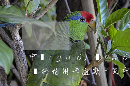 中國(guó)農(nóng)業(yè)銀行信用卡逾期十天(中國(guó)農(nóng)業(yè)銀行信用卡逾期十天會(huì)怎么樣)