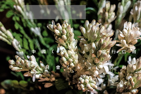 中國(guó)銀行信用卡逾期三個(gè)月會(huì)有什么后果-中國(guó)銀行信用卡逾期三個(gè)月會(huì)有什么后果嗎