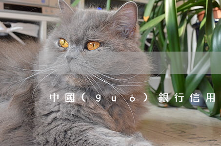 中國(guó)銀行信用卡逾期兩年多了