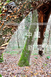 中國(guó)電信甜橙白條（甜橙白條逾期辦電信卡）