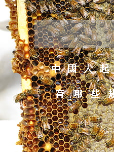 中國人起名字法律法規(中國的法律對名字有哪些規定,)