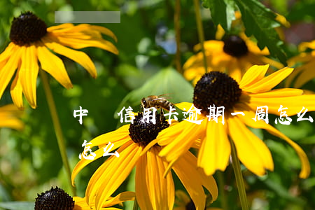 中國信用卡逾期一周怎么辦(銀行卡逾期一周怎么辦)
