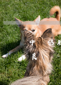 中國信用卡逾期兩天(信用卡逾期兩天會有不良記錄嗎)