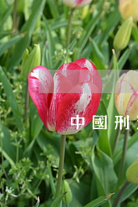 中國刑法：信用卡逾期處理方法及最快速度