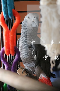 中國多少犯人(中國現(xiàn)在關押了多少犯人)