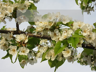 中國工程咨詢相關(guān)法律法規(guī)基礎(chǔ)(工程造價(jià)咨詢相關(guān)法律法規(guī))