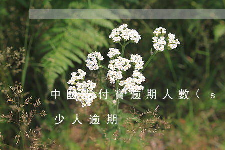 中國支付寶逾期人數(shù)(支付寶有多少人逾期)