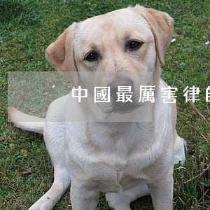 中國最厲害律師(中國最牛律師有多厲害)
