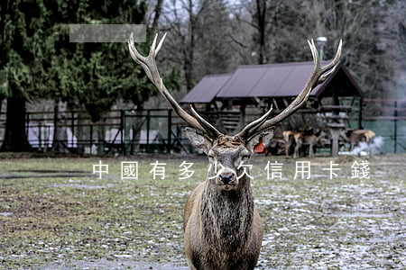 中國有多少欠信用卡錢