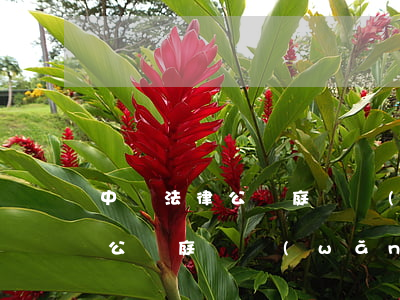 中國法律公開庭審網(wǎng)(中國法律公開庭審網(wǎng)余萍)