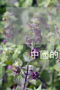 中國的刑辯律師有用嗎(刑辯律師是什么意思)
