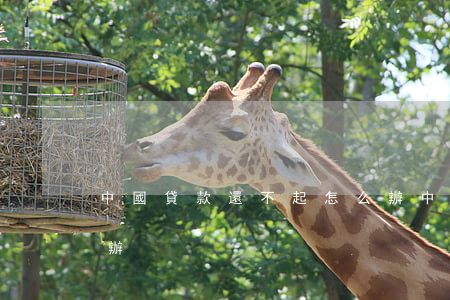 中國貸款還不起怎么辦(中國貸款還不起怎么辦)