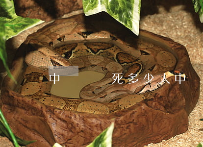 中國車禍死多少人(中國車禍死多少人一年)