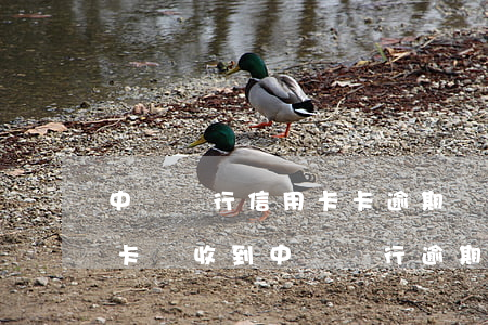 中國銀行信用卡卡逾期(沒有中國銀行的信用卡 卻收到中國銀行逾期信息)