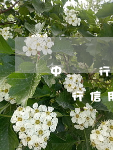 中國銀行信用卡怎么辦理個性化分期-中國銀行信用卡怎么辦理個性化分期業(yè)務