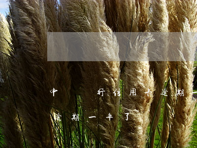中國銀行信用卡逾期一年了(中國銀行信用卡逾期一年了)