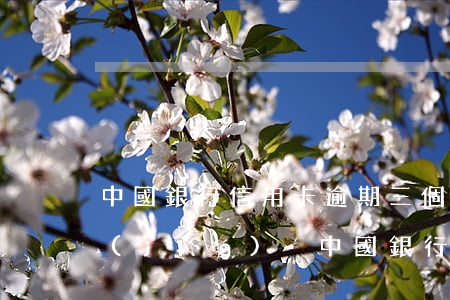 中國銀行信用卡逾期三個(gè)月被凍結(jié)-中國銀行信用卡逾期三個(gè)月被凍結(jié)怎么辦