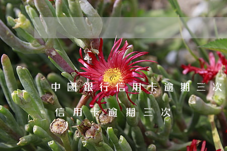 中國銀行信用卡逾期三次(一年內(nèi)信用卡逾期三次)