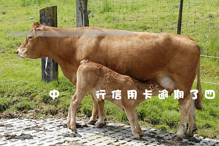 中國銀行信用卡逾期了四天(信用卡逾期4天)