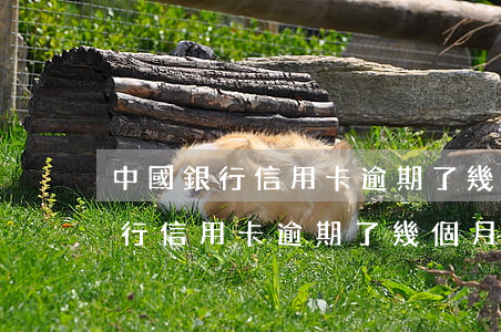 中國銀行信用卡逾期了幾個月還款-中國銀行信用卡逾期了幾個月還款會怎么樣