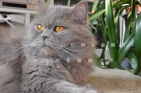 中國銀行信用卡逾期六千會怎么樣-中國銀行信用卡逾期六千會怎么樣嗎