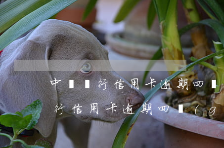 中國銀行信用卡逾期四個(gè)月(中國銀行信用卡逾期四個(gè)月會(huì)不會(huì)被起訴)