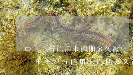 中國銀行信用卡逾期多久被凍結(jié)-中國銀行信用卡逾期多久被凍結(jié)賬戶