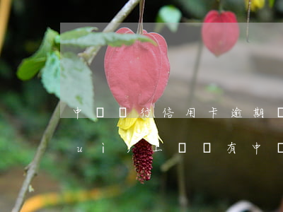 中國銀行信用卡逾期會(huì)不會(huì)上門 沒有中國銀行的信用卡 卻收到中國銀行逾期信息