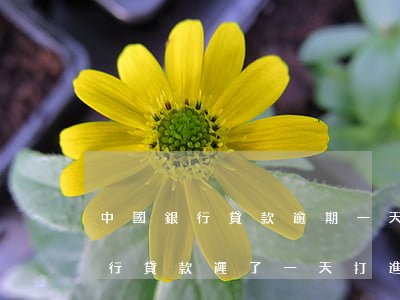 中國銀行貸款逾期一天會不會上征信(中國銀行貸款遲了一天打進去,算逾期嗎,上征信嗎)