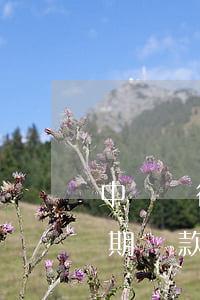中國銀行逾期后如何還款(中國銀行app逾期還款在哪)