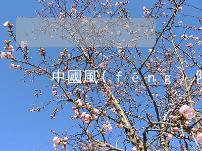 中國風(fēng)險投資七大失敗案例