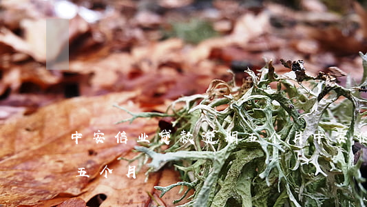 中安信业贷款逾期五个月(中安信业贷款逾期五个月)